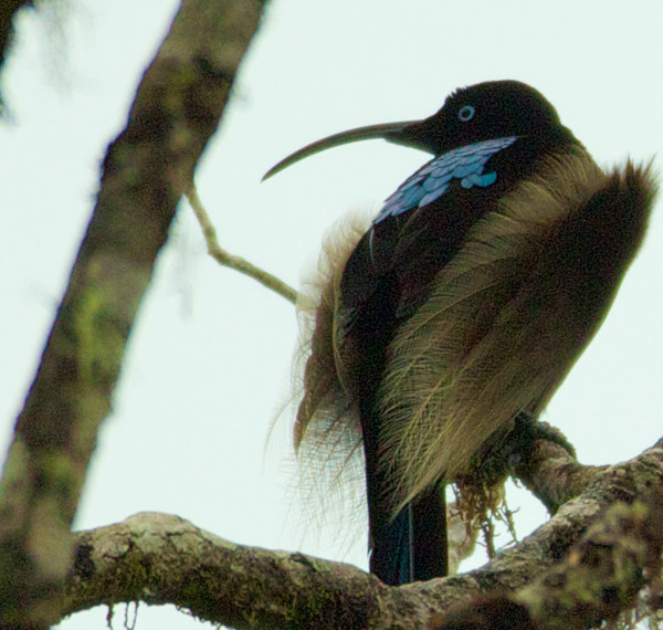 Brown Sicklebill