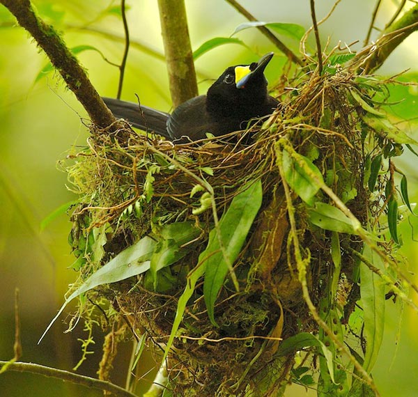 Long-tailed Paradigalla