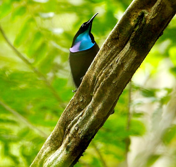 Magnificent Riflebird