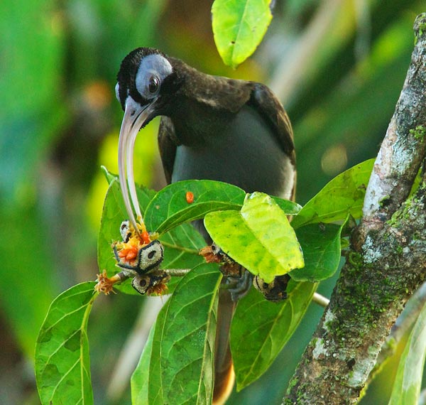 Pale-billed Sicklebill