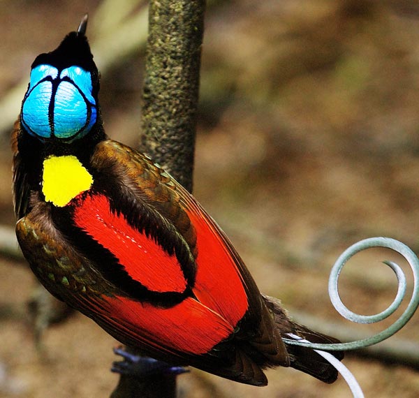 The Species – Birds-of-Paradise Project