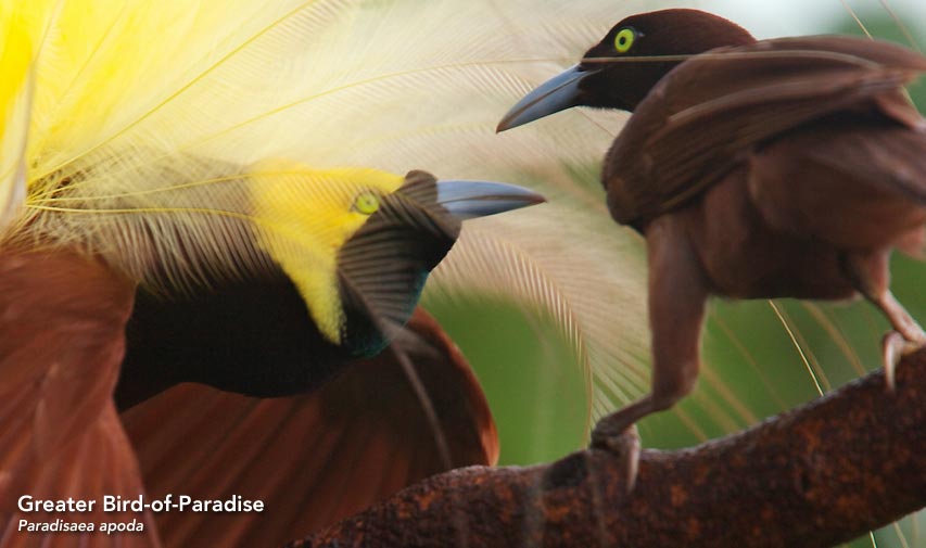 Greater Bird-of-Paradise