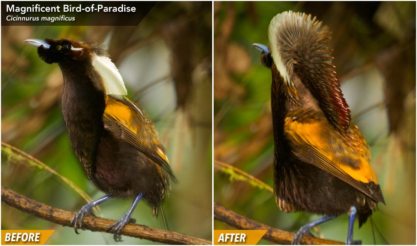 Magnificent Bird-of-Paradise