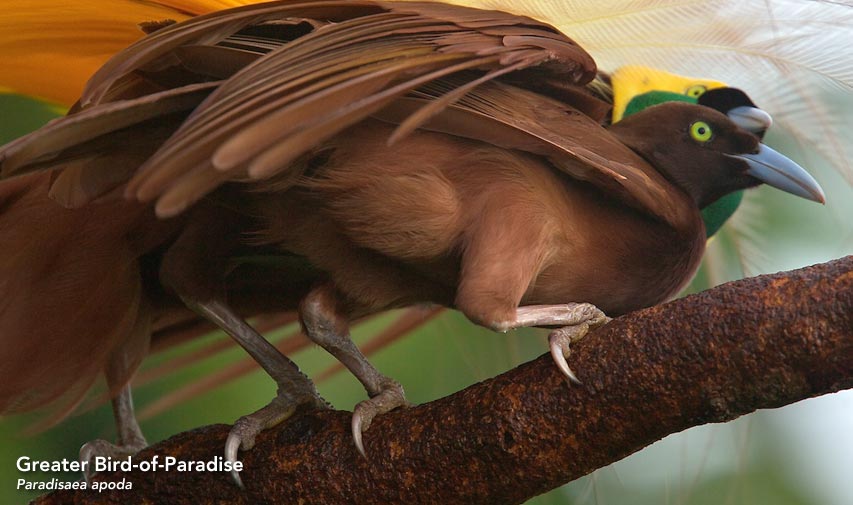 Greater Bird-of-Paradise