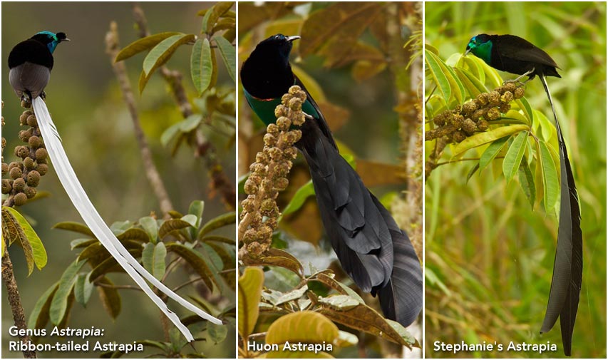 Astrapia feathers