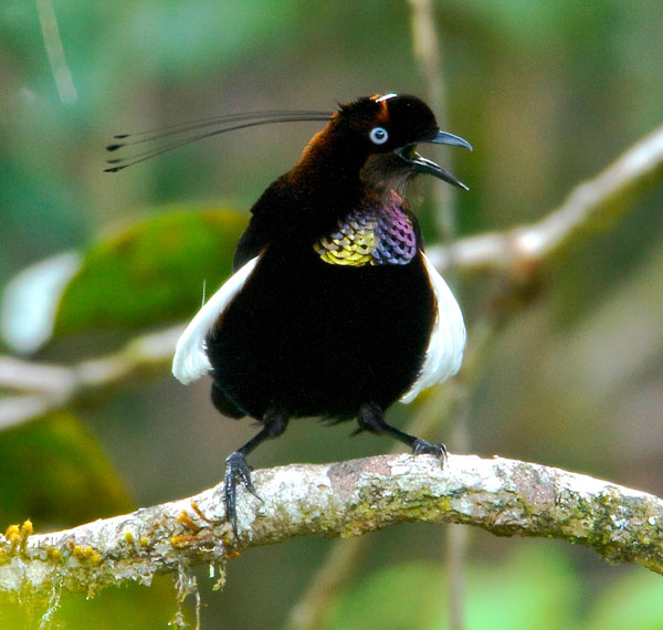 Bronze Parotia