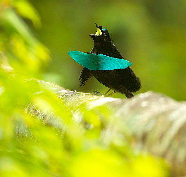 Superb Bird-of-Paradise