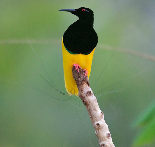 Twelve-wired Bird-of-Paradise