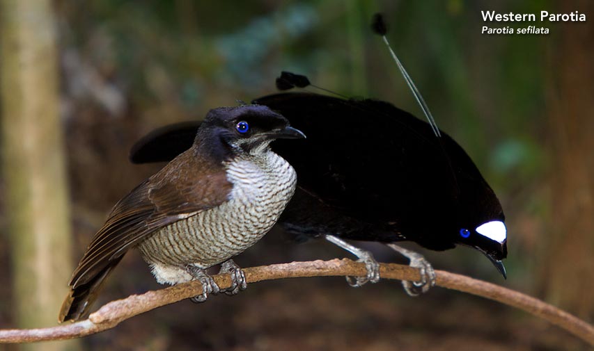 Western Parotia