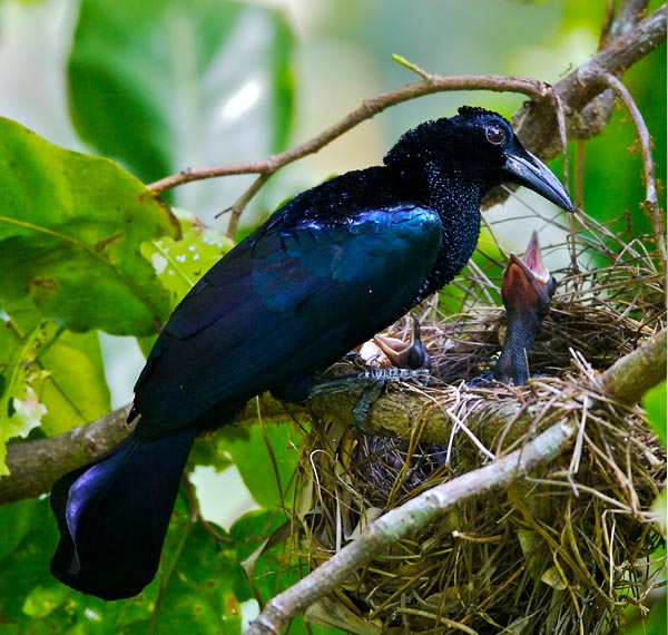 Curl-crested Manucode