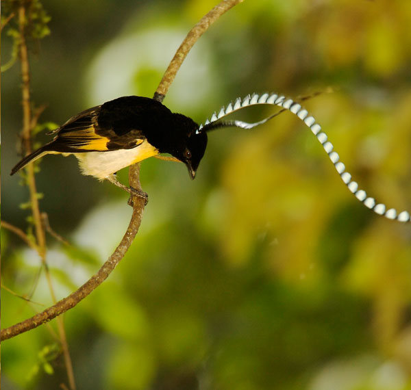 King of Saxony Bird-of-Paradise