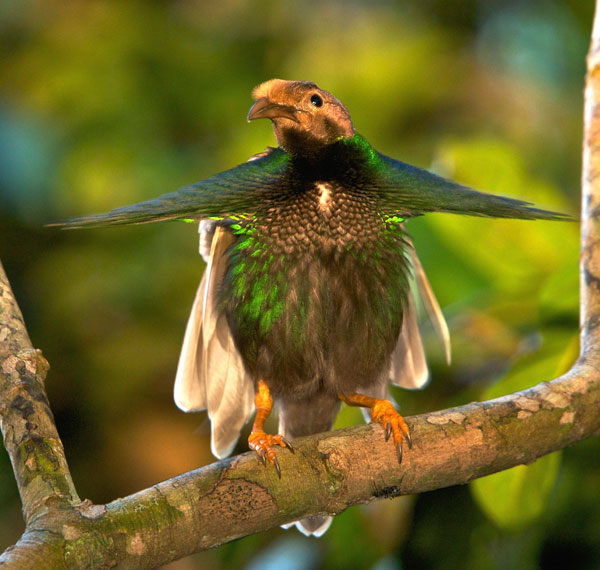 Standardwing Bird-of-Paradise