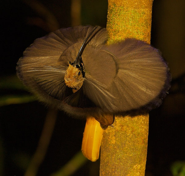 Black-billed Sicklebill