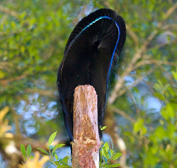 Black Sicklebill