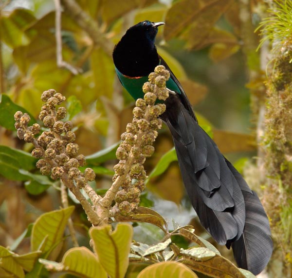 Huon astrapia