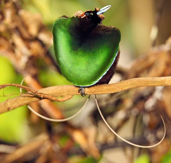 Magnificent bird-of-paradise