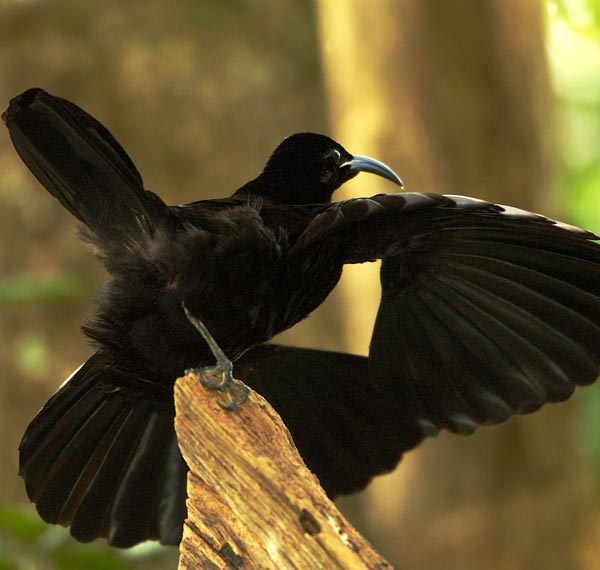 Paradise Riflebird