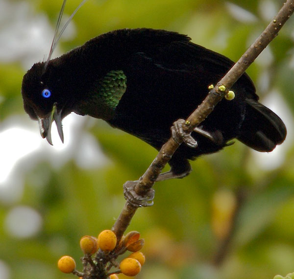 Lawes's Parotia