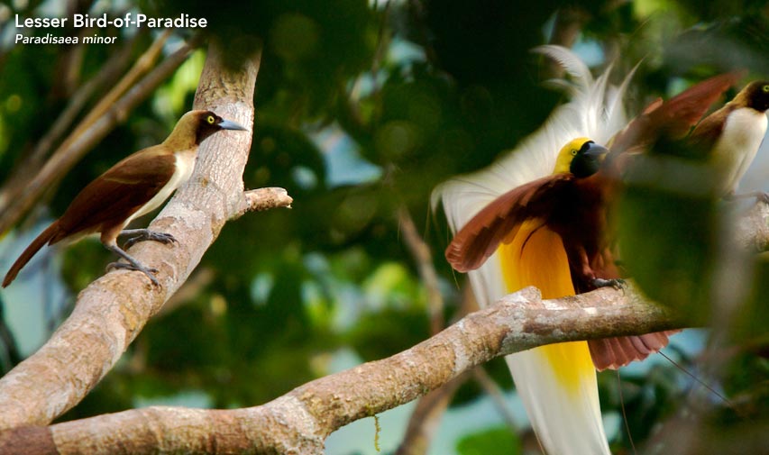 Lesser Bird-of-Paradise