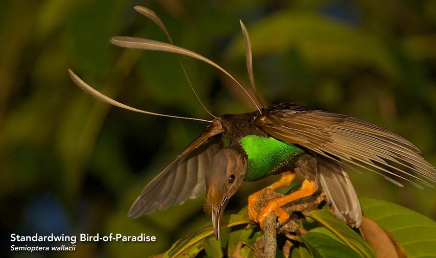 Standardwing Bird-of-Paradise