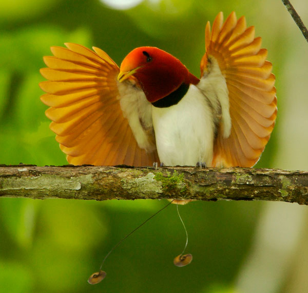 King bird-of-paradise