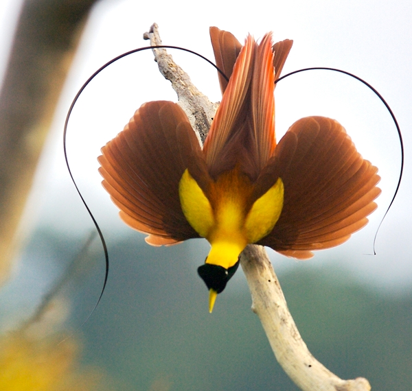 Red Bird-of-Paradise