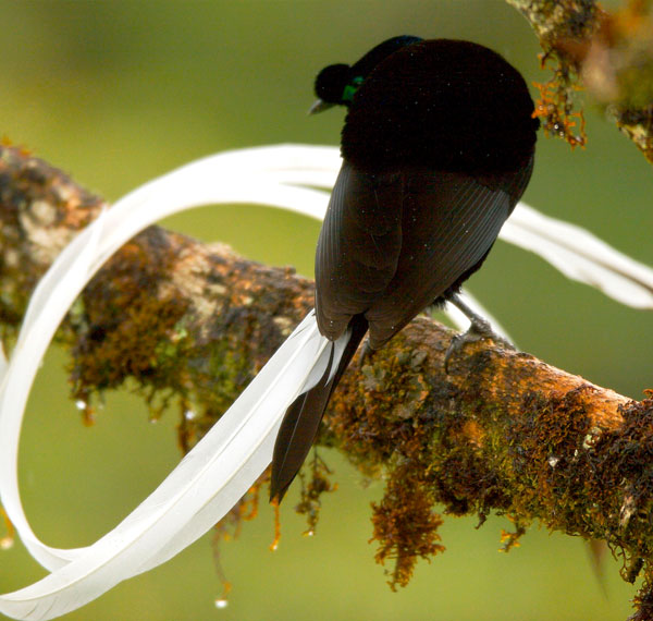 Ribbon-tailed astrapia,