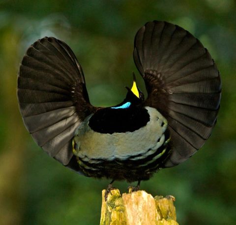 Victoria's Riflebird