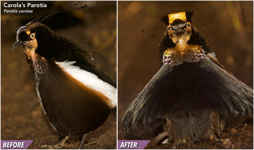 Carolas Parotia