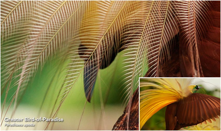 Greater Bird-of-Paradise