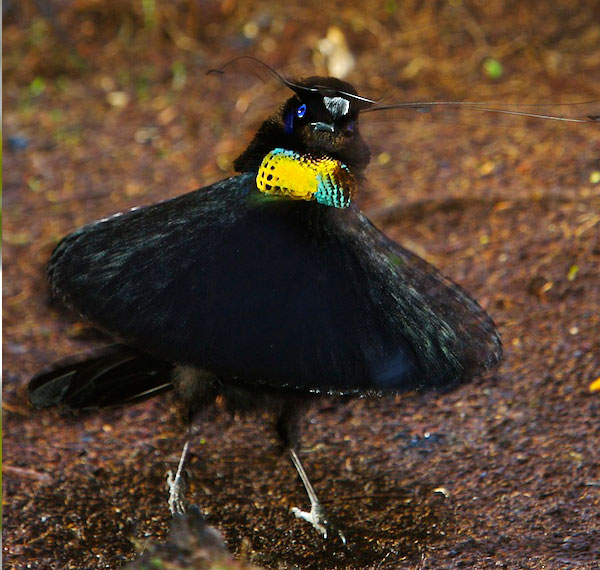 Western Parotia