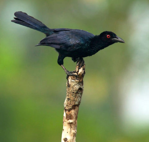 The Species – Birds-of-Paradise Project