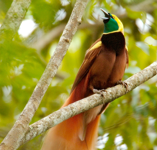 Raggiana Bird-of-Paradise