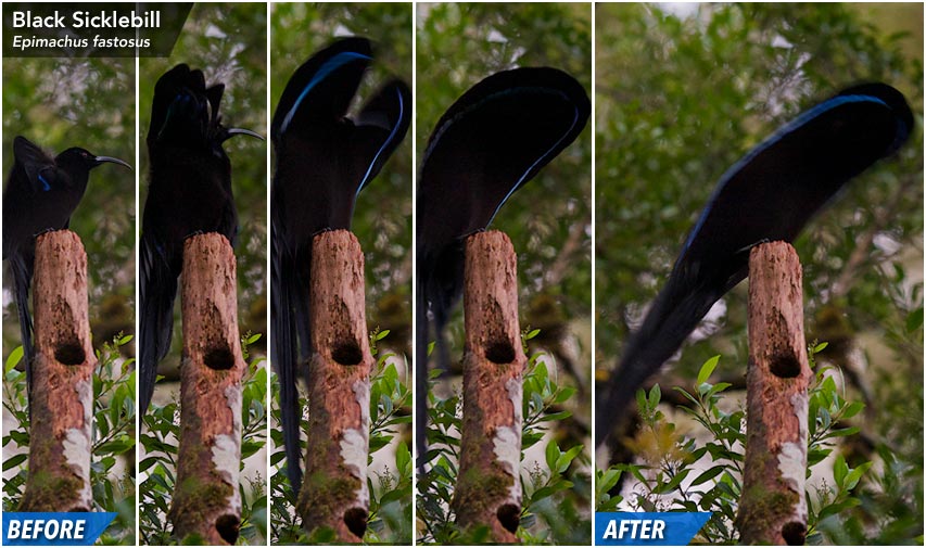 Black Sicklebill