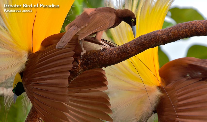 Greater Bird-of-Paradise