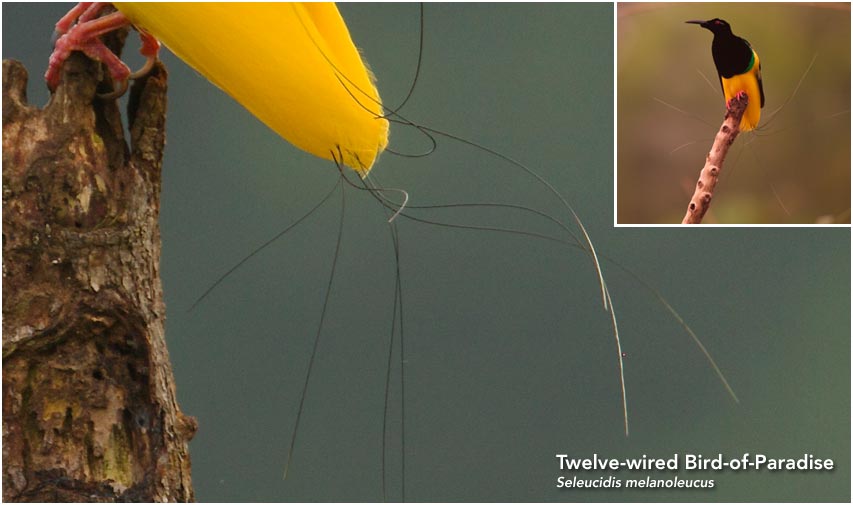 Twelve-wired Bird-of-Paradise