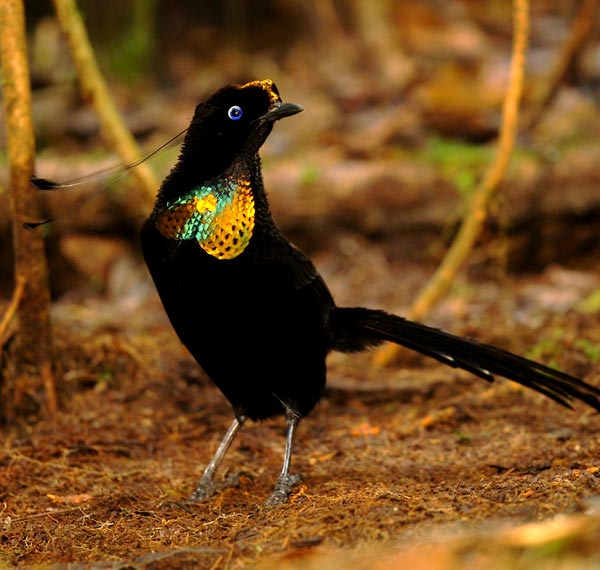 Wahnes's Parotia