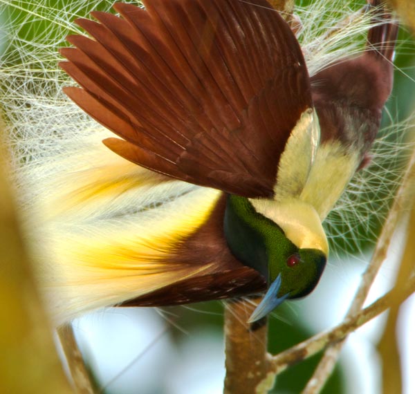 Emperor Bird-of-Paradise