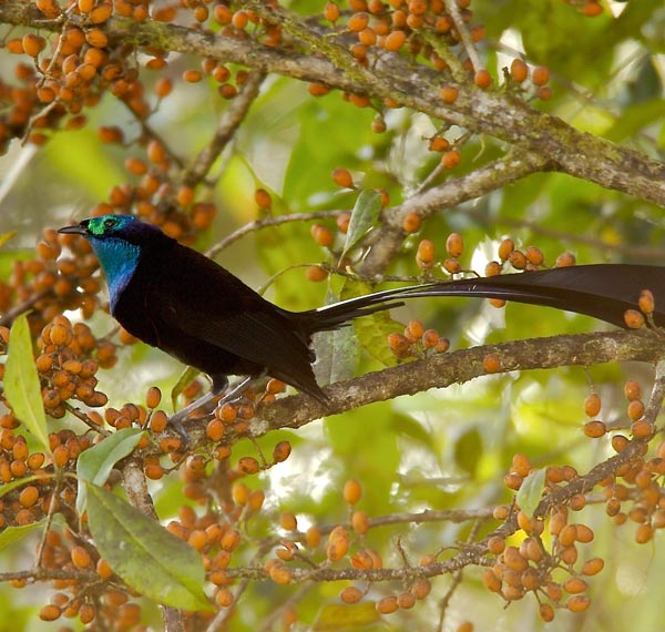 Stephanie's astrapia