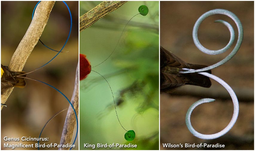 Bird-of-Paradise tails