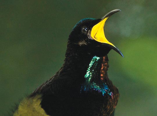 Color Gallery – Birds-of-Paradise Project