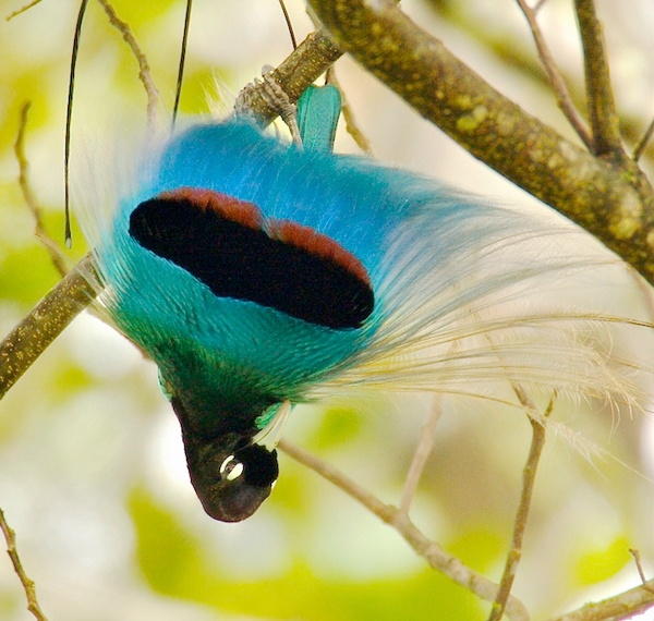 Blue Bird-of-Paradise