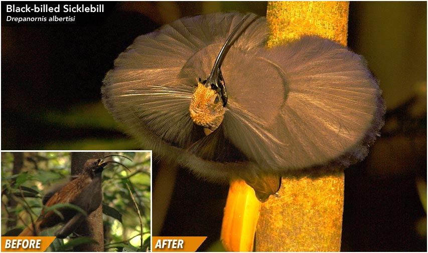 Black-billed Sicklebill