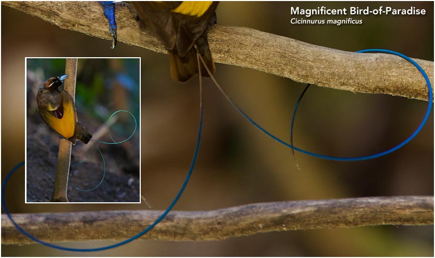 Magnificent Bird-of-Paradise