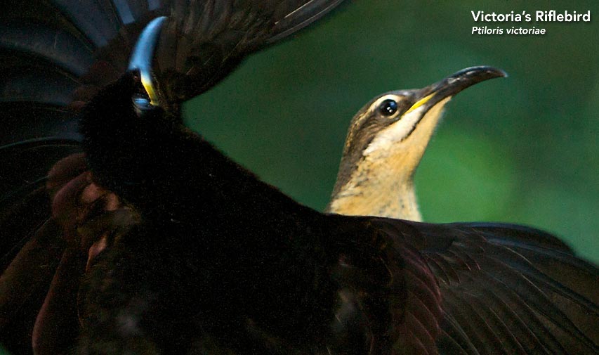 Victotia's Riflebird