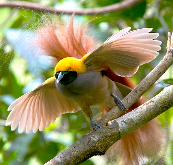 The Species – Birds-of-Paradise Project