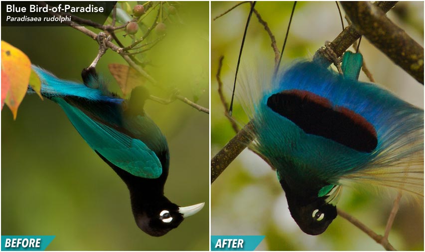 Blue Bird-of-Paradise