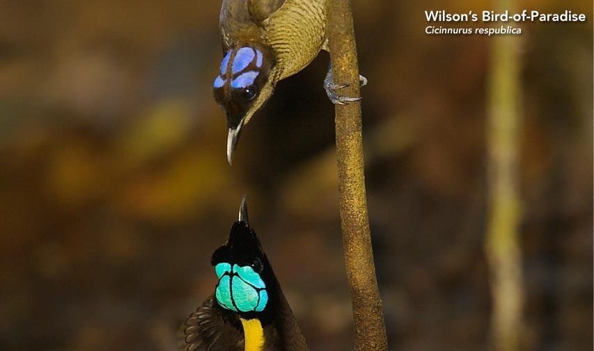 Wilson's Bird-of-Paradise