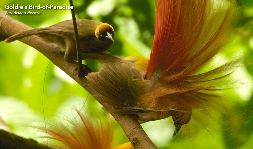 Goldies Bird-of-Paradise