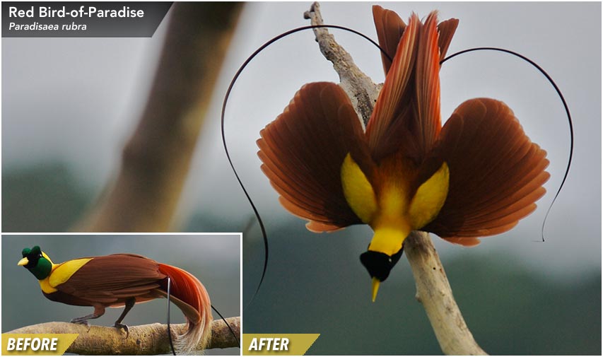 Red Bird-of-Paradise